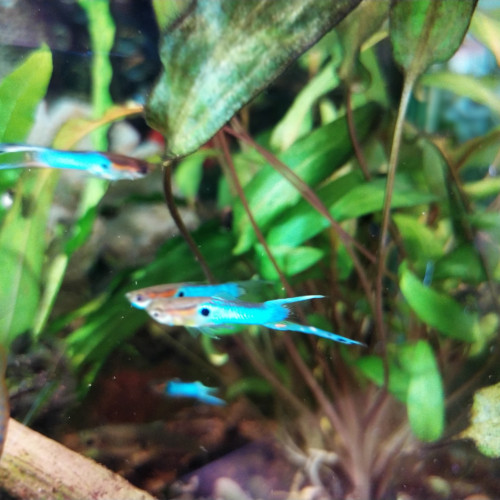 Guppy endler bleu