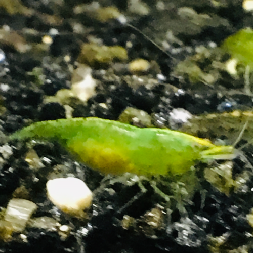 Vends crevettes neocaridina green jade