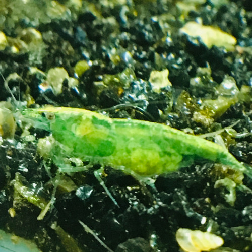 Vends crevettes neocaridina green jade