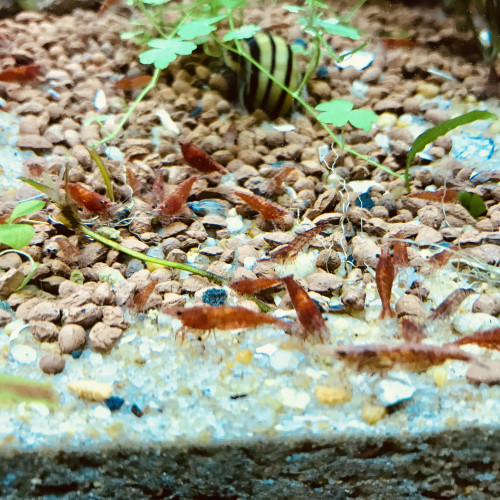 Neocaridina heteropoda var. sakura red