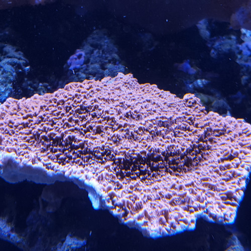 Bouture de montipora  plateau couleur rouge