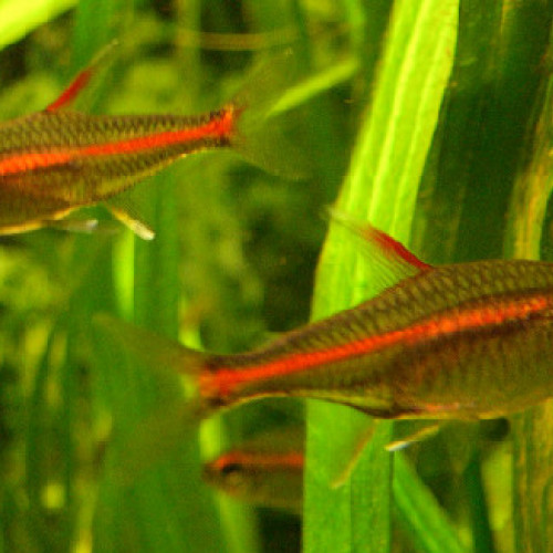 Hemigrammus erythrozonus