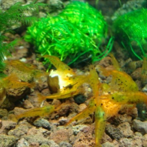 Graines de moringa pour crevettes