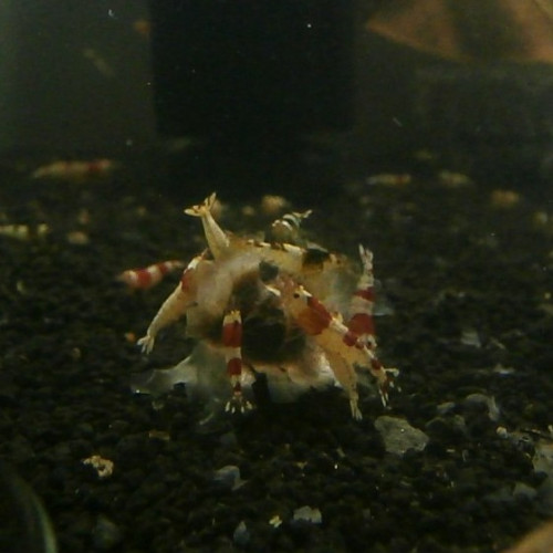 Graines de moringa pour crevettes