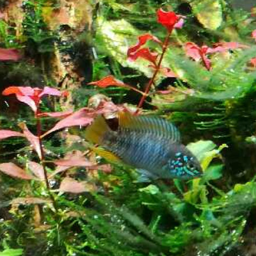 Apistogramma Borellii opale