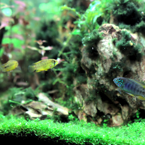 Apistogramma Borellii opale