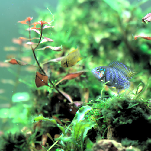 Apistogramma Borellii opale