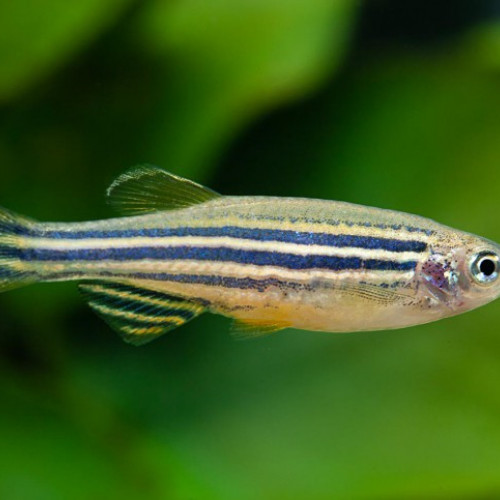 Danio