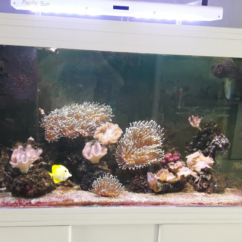 aquarium eau de mer 420 litres