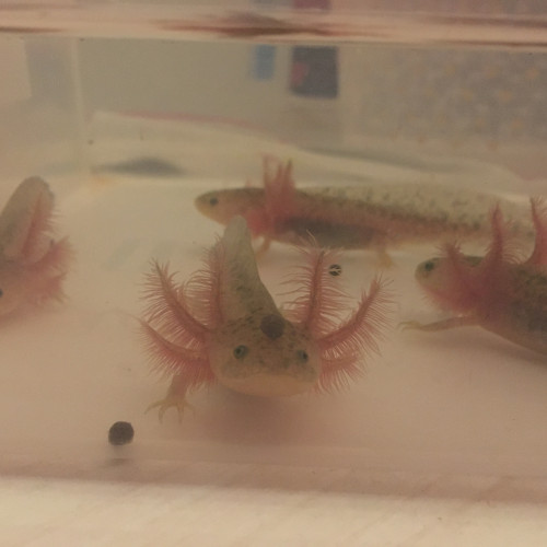 Acheter Bebes Axolotls Melanique Sauvages