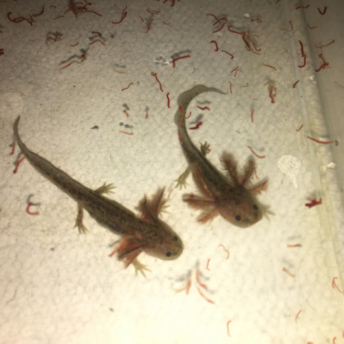 Bébés axolotls mélanique sauvages