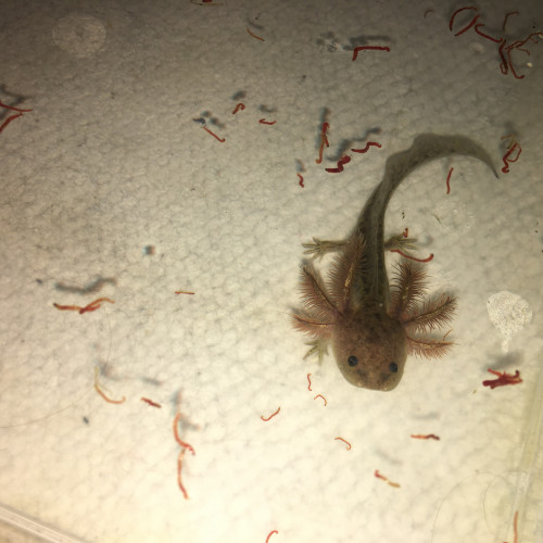 Bébés axolotls mélanique sauvages