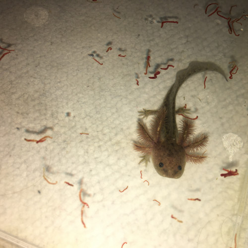 Acheter Bebes Axolotls Melanique Sauvages