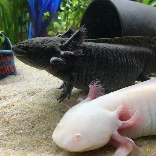 Bébés axolotls mélanique sauvages