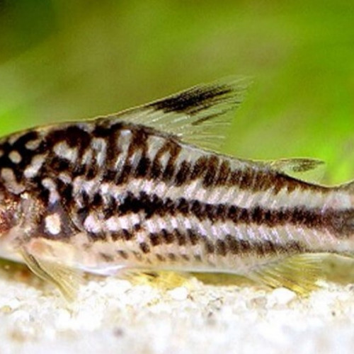 Corydoras nanus