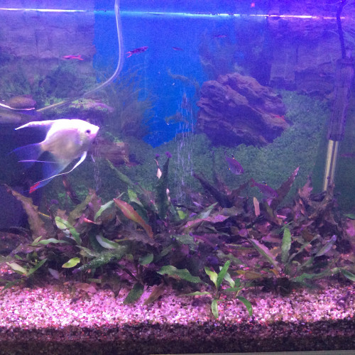 Scalaire, chorydoras panda, guppy,