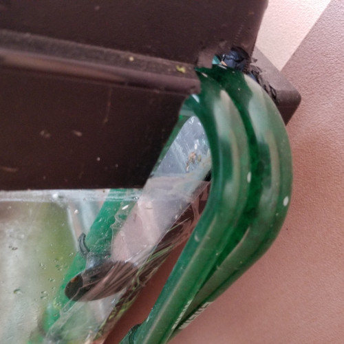 Aquarium avec meuble + accessoires