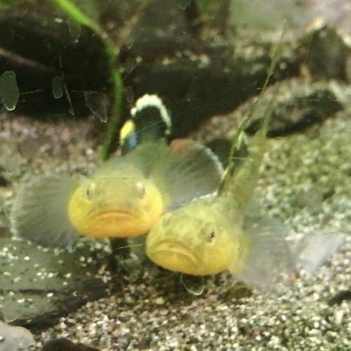 Jeunes poissons Gobie d'Australie