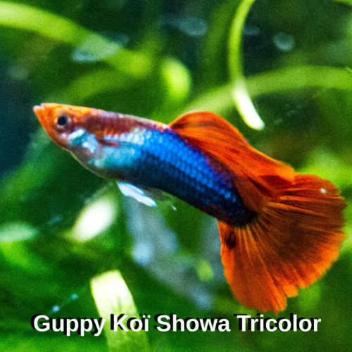 Poecilia Reticulata Guppy  KOÏ SHOWA TRICOLOR