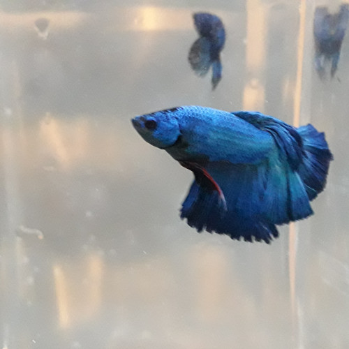 Betta male Halfmoon turquoise VL