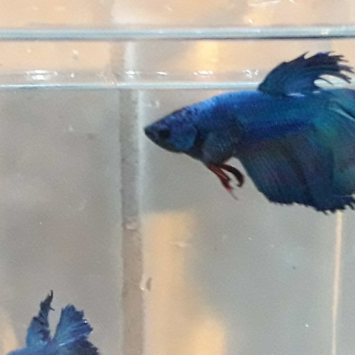 Jeune Betta Halfmoon VL 4.5 mois