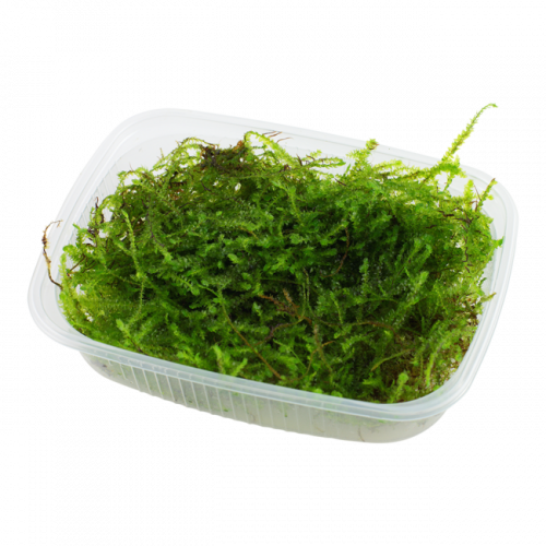 Acheter mousse de java (mousse pour aquarium) (plante)
