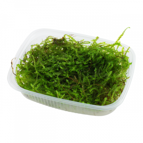 mousse de java (mousse pour aquarium) (plante)