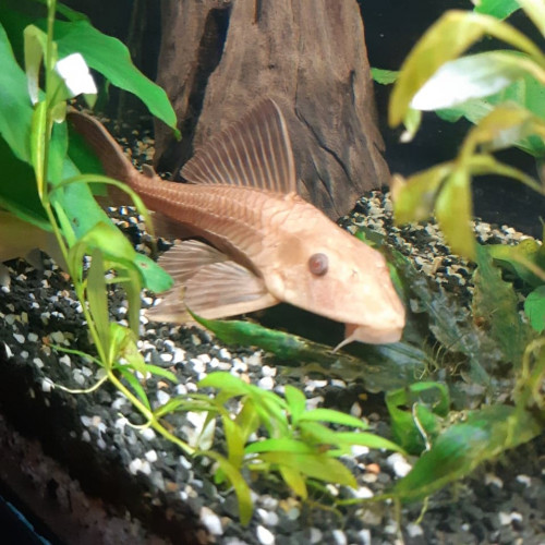 Pleco albinos
