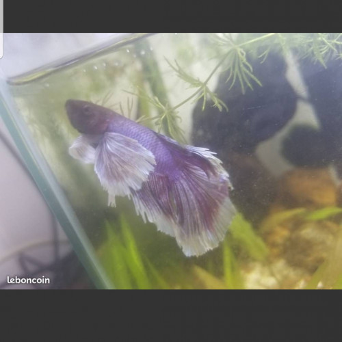 Betta mâle dumbo lavander