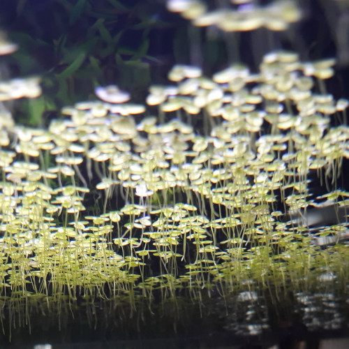 Lentilles d'eau