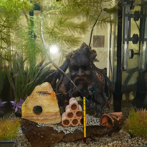 Aquarium complet 90 llitres