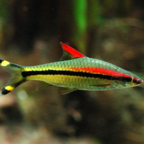 Sahyadria denisonii (barbus crayon)