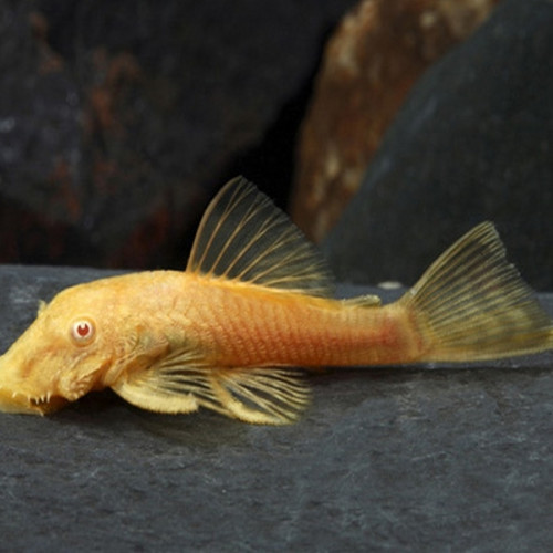 1 ancistrus gold albinos male et  1 ancistrus noir male