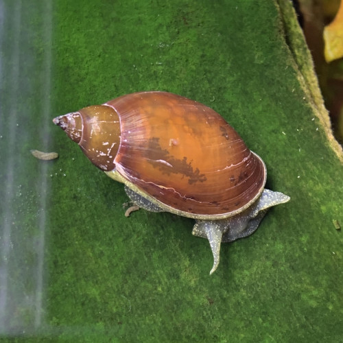 Escargot Limnée commune