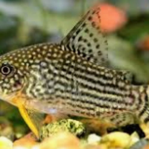 Corydoras sterbai