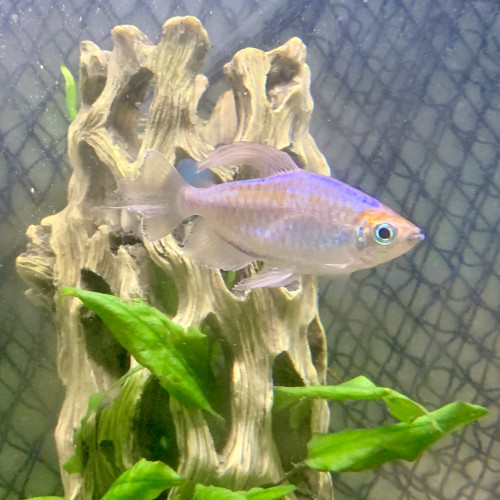 Tetra du Congo (Phenacogrammus interruptus)