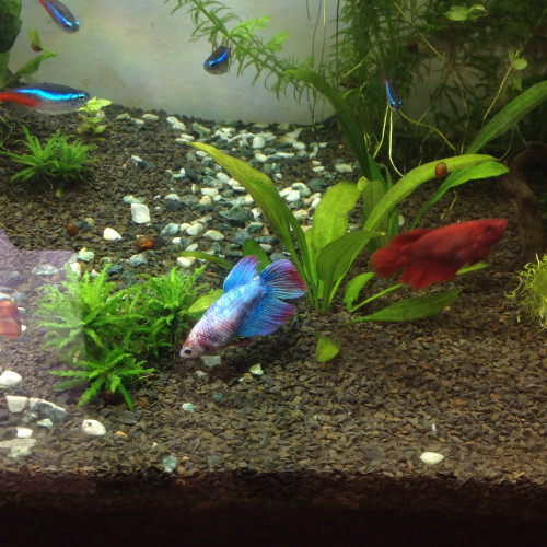 Vente de Betta