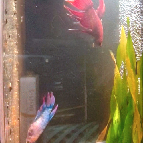 Vente de Betta