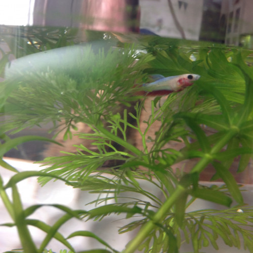 Vente de Betta