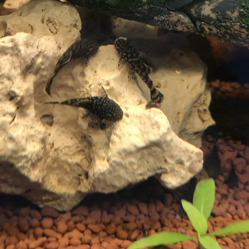 Acheter Bebe Ancistrus Noir A Point Blanc