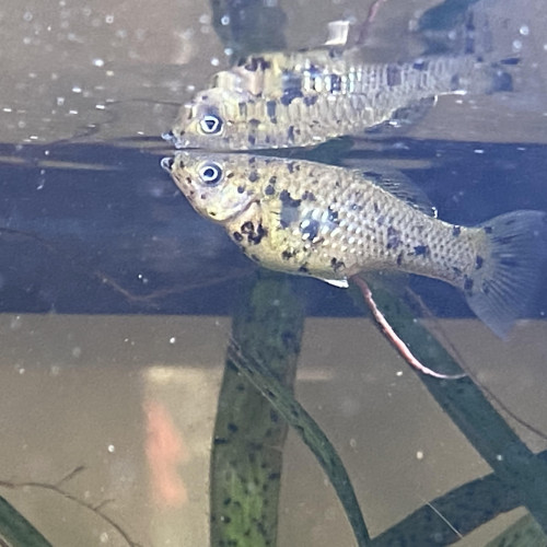 Acheter Vends Magnifiques Molly Black Et Molly Dalmatien