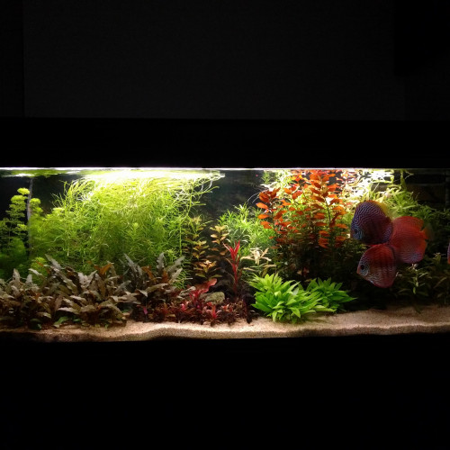 VDS Aquarium 450L + Meuble