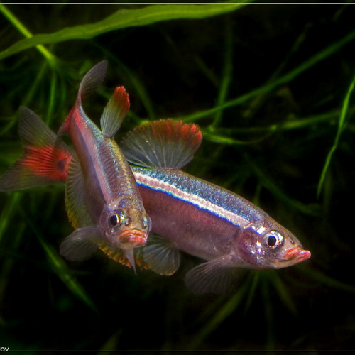 Tanichthys Albonube