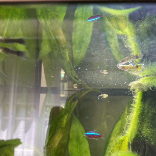 Don Bebes Guppy