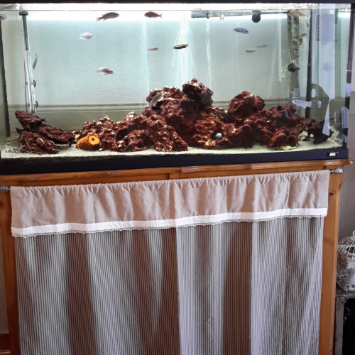 Vends aquarium complet et ces poissons