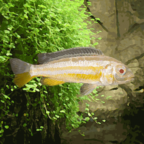 Melanochromis auratus albinos (environ 5 cm)