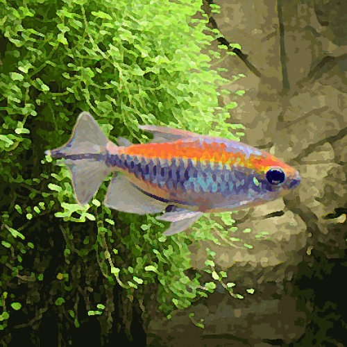 Tetras du congo xl