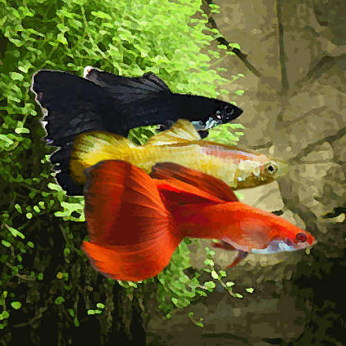 Guppy male melange drapeau noir/jaune/rouge (environ 4 cm)