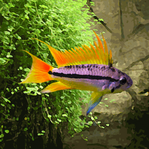 Apistogramma cacatuoides orange (environ 4 cm)