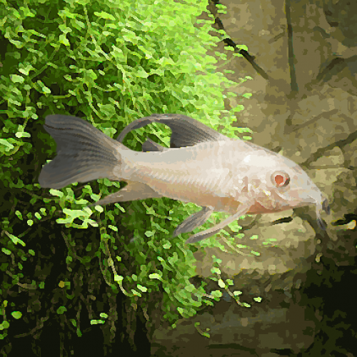 Corydoras albinos voile (environ 3.5 cm)